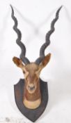 TAXIDERMY / NATURAL HISTORY - AFRICAN TAXIDERMY ANTELOPE BUST