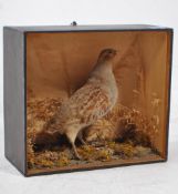 TAXIDERMY INTEREST - VINTAGE 20TH CENTURY PARTRIDGE BIRD