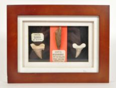 THREE CRETACEOUS PERIOD FOSSIL TEETH MOUNTED IN A DISPLAY CASE