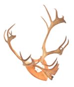 OF NATURAL HISTORY INTEREST - PAIR OF CARIBOU MOUNTED ANTLERS
