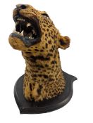 19TH CENTURY VICTORIAN TAXIDERMY LEOPARD'S HEAD