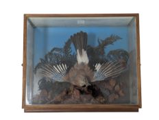 NATURAL HISTORY INTEREST - 20TH CENTURY TAXIDERMY EUROPEAN JAY