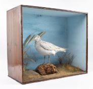 TAXIDERMY. 19TH CENTURY VICTORIAN CASED TAXIDERMIED ARCTIC IVORY GULL PAGOPHILA EBURNEA