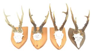 FOUR 20TH CENTURY WALL MOUNTED ROE DEERS ANTLERS