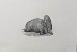 AFTER THOMAS BEWICK (B.1753-1828) - THE WALRUS