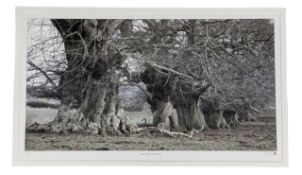MEL (UNKNOWN) - CHESTNUT AVENUE