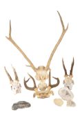 COLLECTION OF 20TH CENTURY TAXIDERMY DEER SKULLS