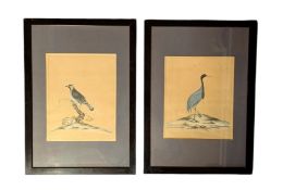 ORNITHOLOGY - TWO HAND COLOURED PRINTS OF RARE & CURIOUS BIRDS FROM MENAGERY OF OSTERLY PARK