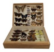 CASED EARLY 20TH CENTURY TAXIDERMY LEPIDOPTERY SPECIMEN