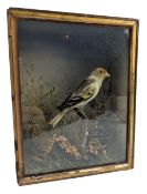 NATURAL HISTORY INTEREST - VICTORIAN 19TH CENTURY TAXIDERMY FINCH IN CASE