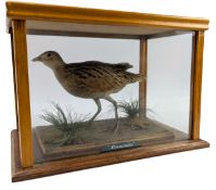 NATURAL HISTORY INTEREST - LATE VICTORIAN TAXIDERMY CORNCRAKE BIRD IN CASE