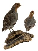 NATURAL HISTORY INTEREST - PAIR OF VICTORIAN 19TH CENTURY TAXIDERMY GREY PARTRIDGE