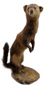NATURAL HISTORY INTEREST - VICTORIAN TAXIDERMY WEASEL
