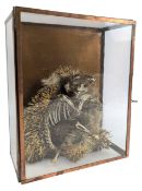 NATURAL HISTORY INTEREST - 19TH CENTURY TAXIDERMY MUMMIFIED HEDGEHOG IN GLASS CASE