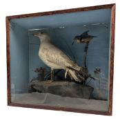 NATURAL HISTORY INTEREST - VICTORIAN 19TH CENTURY TAXIDERMY SEAGULL AND KINGFISHER