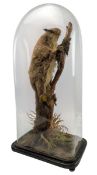19TH CENTURY TAXIDERMY GIANT FLYING SQUIRREL IN GLASS DOME CASE