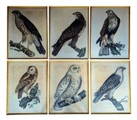 SELBY (PRIDEAUX JOHN, 1788-1867) - SIX COLOURED ETCHINGS ON PAPER OF BIRDS