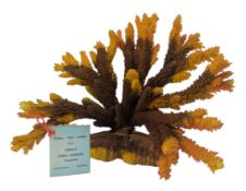 GREAT BARRIER REEF CORAL ORNAMENT BY TARCA ORAL GARDEN