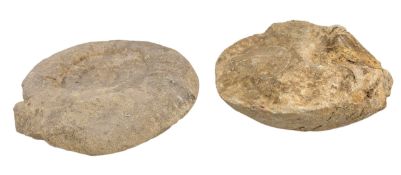 NATURAL HISTORY - TWO AMMONITE FOSSILS