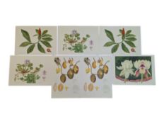 CORINNA SARGOOD (BRITISH, 1941 - ) - COLLECTION OF SEVEN LIMITED EDITION SIGNED PRINTS