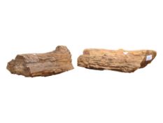 TWO PIECES OF PETRIFIED WOOD - SAHARA DESERT IN ALGERIA