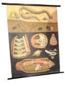 JUNG KOCH QUENTELL FOR HAGEMANN - MID CENTURY CHART OF A WORM