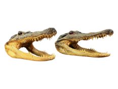 OF NATURAL HISTORY/TAXIDERMY INTEREST - TWO 20TH CENTURY AMERICAN ALLIGATOR HEADS