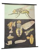 JUNG KOCH QUENTELL FOR HAGEMANN - MID CENTURY CHART OF A FLY