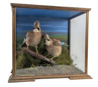 NATURAL HISTORY INTEREST - PAIR OF VICTORIAN TAXIDERMY BLUE JAYS IN DISPLAY CASE