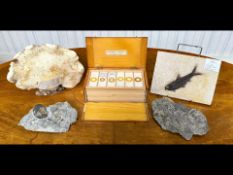 Fossil Interest - To include a fish From Wyoming USA, together with other various fossils. Also a