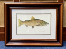 Brown Trout Limited Edition Print, moder