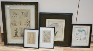 Five 18th / 19th century botanical lithographs and etchings, largest 39 x 24cm