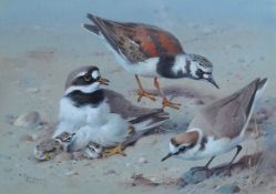 Archibald Thorburn (1860-1935)'Study of Ringed Plover and chicks, Turnstone and Kentish Plover'