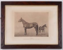 Clarence Hailey of Newmarket photogravure of the mare Sceptre and her foal