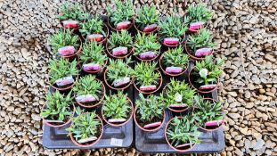 2 TRAYS X 12 X 11CM POTS OF DIANTHUS