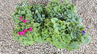 2 TRAYS X 6 X 2LT POTS SENETTI