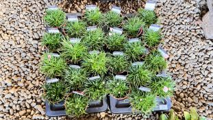 2 TRAYS X 12 X 11CM POTS OF ARMERIA