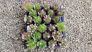 2 TRAYS X 12 X 11CM POTS SAXIFRAGE