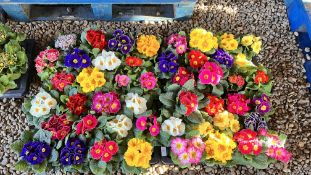 4 TRAYS X 12 X 11CM POTS OF PRIMROSES