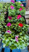2 X 6 X 13CM REGAL PELARGONIUMS.