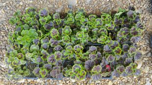 10 PACKS OF 4 BEDDING GERANIUM.