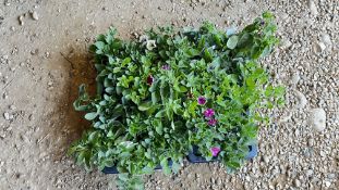 2 TRAYS X 12 X 11CM POTS TRAILING PETUNIA.