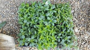 6 PACKS OF 12 ANTHIRRAINUM SNAPSHOT.