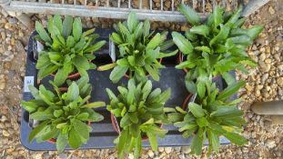 1 TRAY X 6 X 13CM LEUCANTHEMUM WESTER STAR.
