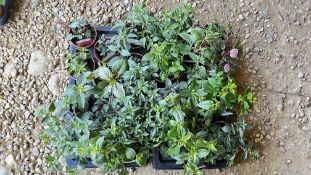 2 TRAYS X 12 X 11CM POTS TRAILING FUSHSIA.