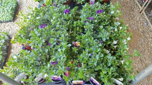 2 TRAYS X 15 X 9CM POTS CALIBRACHOA CABERET.