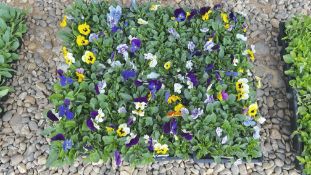 6 PACKS OF 12 VIOLA SORBET.