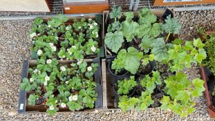 FRUIT PLANTS TO INCLUDE - 30 STRAWBERRY, 6 RHUBARB, 8 BLACKCURRANT AND 2 GOOSEBERRY.