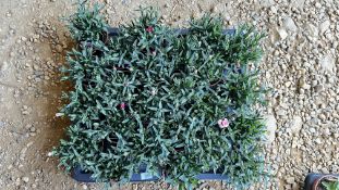 2 TRAYS X 12 X 11CM POTS DIANTHUS OSCAR.