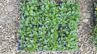 6 PACKS OF 12 PETUNIA FRENZY.